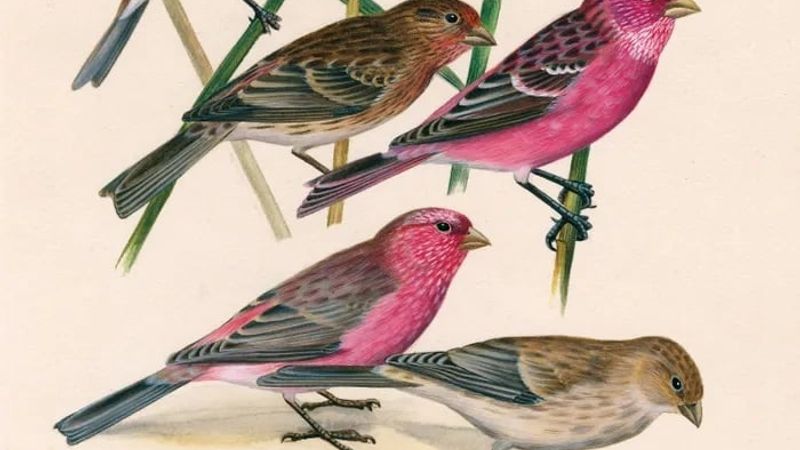 Dessins d'oiseaux, le trait talentueux d'Hermann Heinzel (aux Jardins du Muséum à Borderouge)